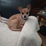 Great Petsitter in Springfield, Illinois