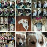 Interviewing For a Pet Sitter Job in Ellabell, Georgia