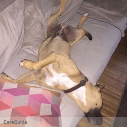 Pet Care Provider Dania N's Profile Picture
