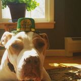 Dedicated Pet Sitter