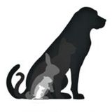 Experienced Pet Sitter in Broken Arrow and Tulsa area.