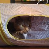 Pet Sitting Over One Weekend