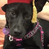 I Pets! My name is Julia & I have 2 dogs & 1 cat. Wonderful Pet Sitting Available Now!