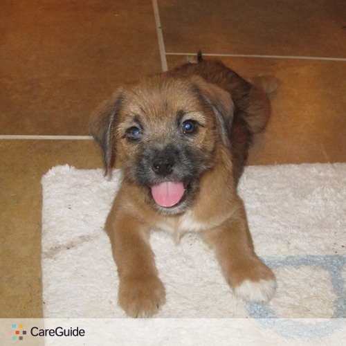 Pet Care Provider Olivia Oswald's Profile Picture