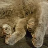 New pet sitter to the Poughkeepsie area! Looking to help care for your furbabies so you can rest easy!