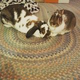 Wanted: bunny loving professional