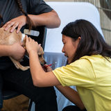 Dog Walking/Running, Pet Care Services from Animal Shelter Manager & Student