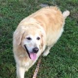Searching for Wonderful Pet sitter to stay at my house overnight on the weekend.