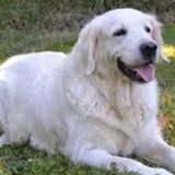 Pet Care Provider Needed ASAP!