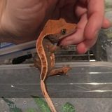 Sitter needed for five cute lizards!
