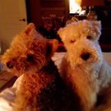 Need reliable dog sitter in Home