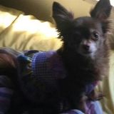 Anderson, SC House Sitting Provider Seeking Employment