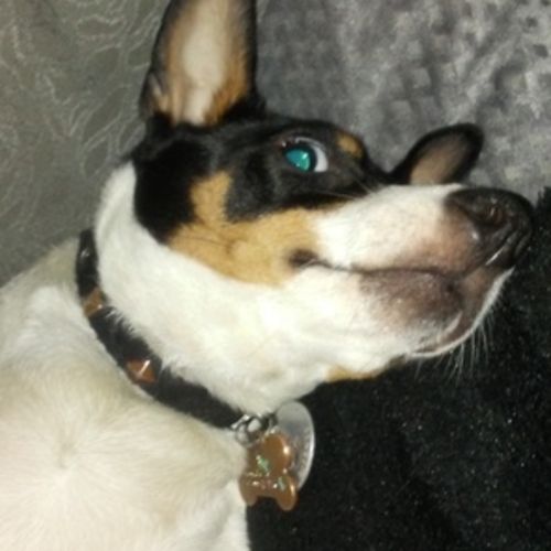 Pet Care Provider Jose R's Profile Picture