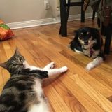 Kind Myrtle Beach Pet Sitter Available For Hire