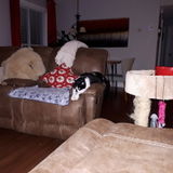 Searching for a Cat lover for an independant cat