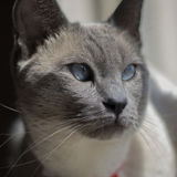 For Hire: Wonderful Pet Sitting Professional in Victoria
