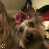 Home Dogg Pet Services