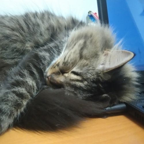 Pet Care Provider Riney C's Profile Picture