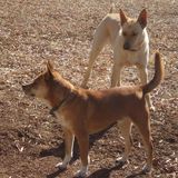 Trustworthy Dog Sitter in Sanford, NC