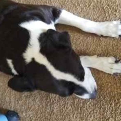 Pet Care Provider Alexis W's Profile Picture
