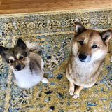 2 Adorable Pups Looking For A Loving And Reliable Dog Sitter/Walker.
