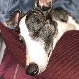 Pet Sitter For Hire -