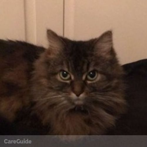 Pet Care Provider Hhaïsha Harpers's Profile Picture