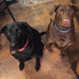 All Creatures Pet Sitting