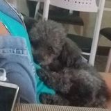 Walker/petsitter In southern pines