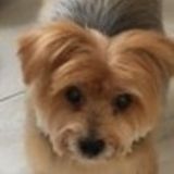 Sitter needed for older dog in Val-David, QC