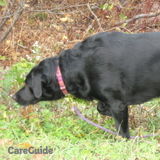 Thoughtful, Caring and Reliable Dog Walking & Pet Sitting
