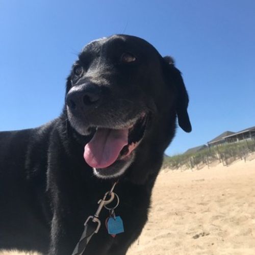 Pet Care Provider Gabby C's Profile Picture
