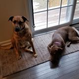 Dog walker needed in Hopewell Junction, NY