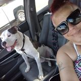 Trustworthy dog Sitter for Your Home