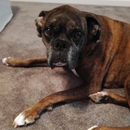 Pet Care Job Lisa A's Profile Picture