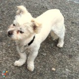 DOG EXPERT will take your dogs for a walk.