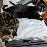 Easygoing & low maintenance cats needing once a day fussing over.