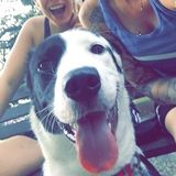 Seasoned Dog and Cat Sitting Professional in Surfside Beach