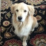 Dog sitter needed for spring break April 12-20th 2019