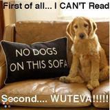 All your Pet sitting, Dog walking and Basic Grooming Needs!