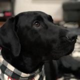 Looking for boarding for 2 year old black lab for 12 days during June