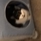 Simple Short Visits for our cat