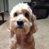 Teen Pet Sitter. Available almost anytime:)