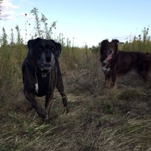 Pet Care Job Summer L's Profile Picture