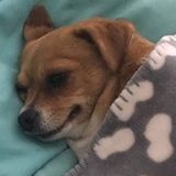 Bakersfield Dog Sitter Seeking Work