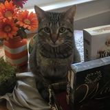Available: Caring House Sitting Service Provider in Oakland