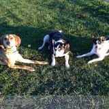 Dog Daycare / no cage boarding/ Pack Psychology Training