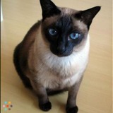 Going out of town? Need a pet sitter? Look no further!