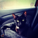Cat Care Job for Labor Day weekend!