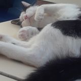 Does your furbaby need a little extra attention while you're working or away? Look no further!